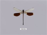 藏品(短腹幽蟌)的圖片